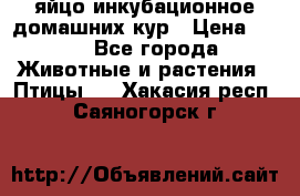 яйцо инкубационное домашних кур › Цена ­ 25 - Все города Животные и растения » Птицы   . Хакасия респ.,Саяногорск г.